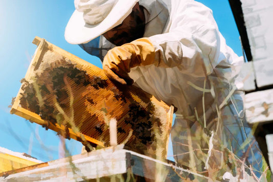 Bee-lieve in Change: How Supporting Beekeeping Helps Environmental Conservation - That Bee Place