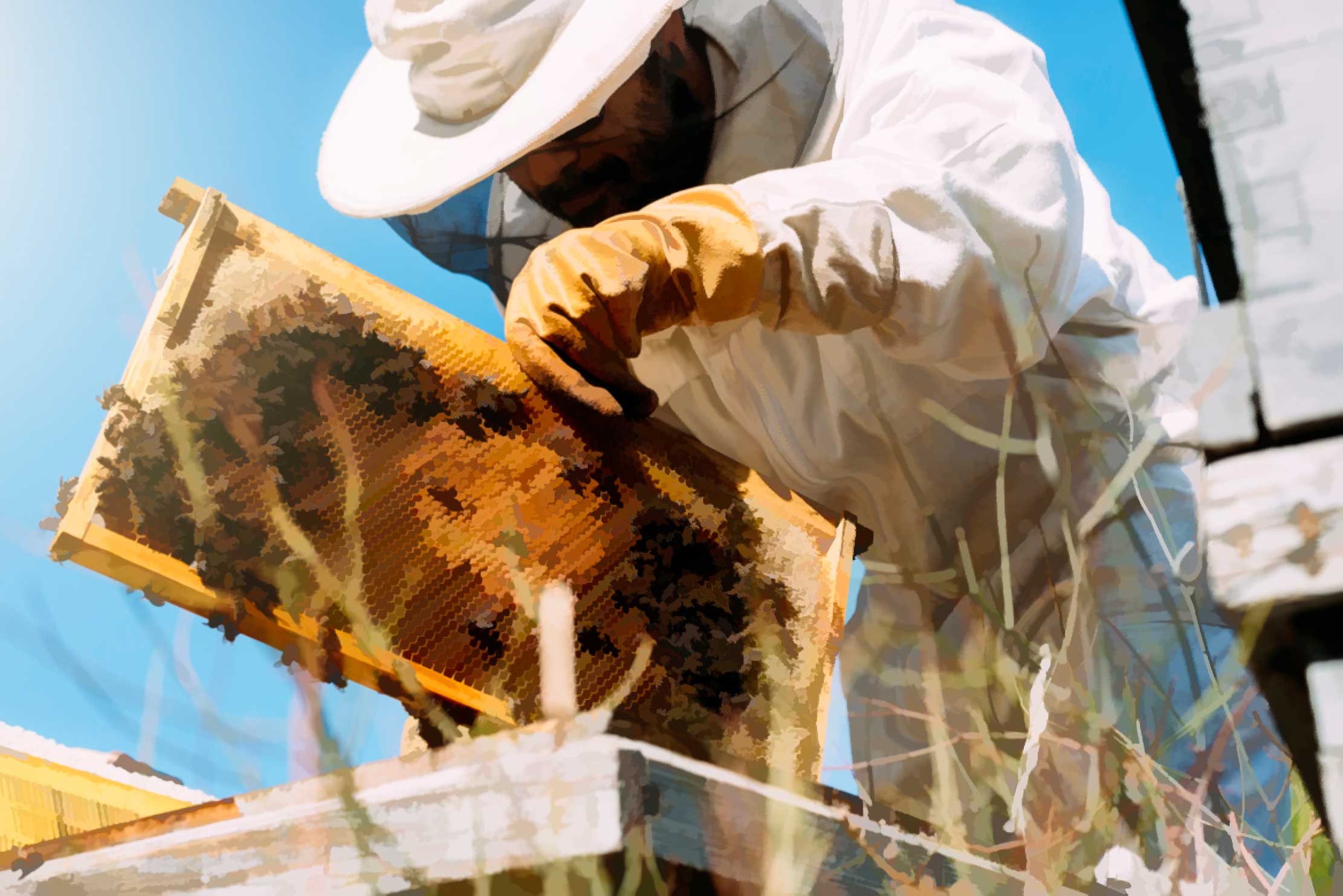 Bee-lieve in Change: How Supporting Beekeeping Helps Environmental Conservation