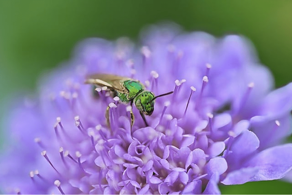 Beyond Black and Yellow: The Fascinating World of Bee Coloration - That Bee Place