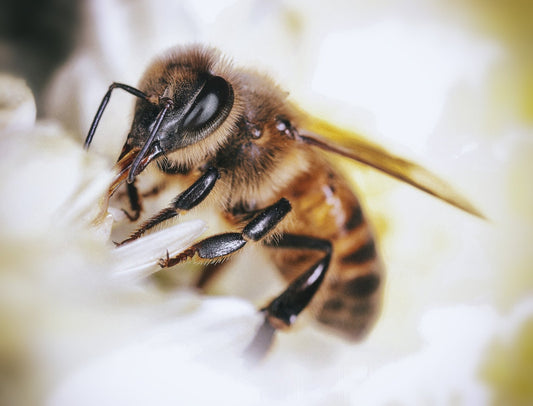 Five Ways to Celebrate World Honey Bee Day - That Bee Place