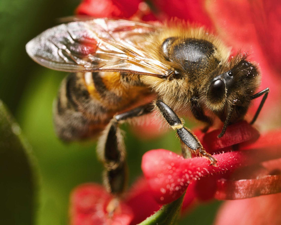 The Poetry of Leaves and the Plight of Bees: Nature’s Symphony in Peril - That Bee Place