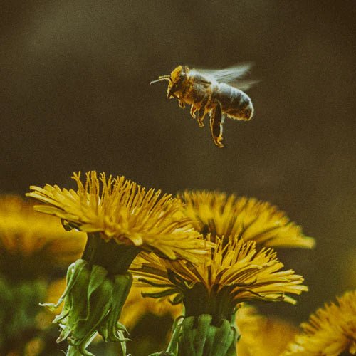 Where We find Bees To Photograph - That Bee Place