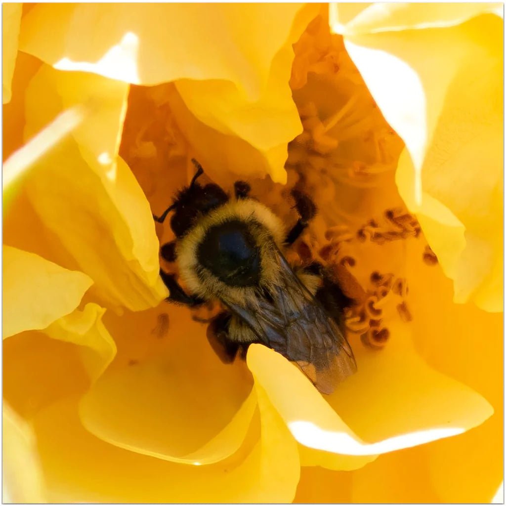 Bee in a Yellow Rose - That Bee Place