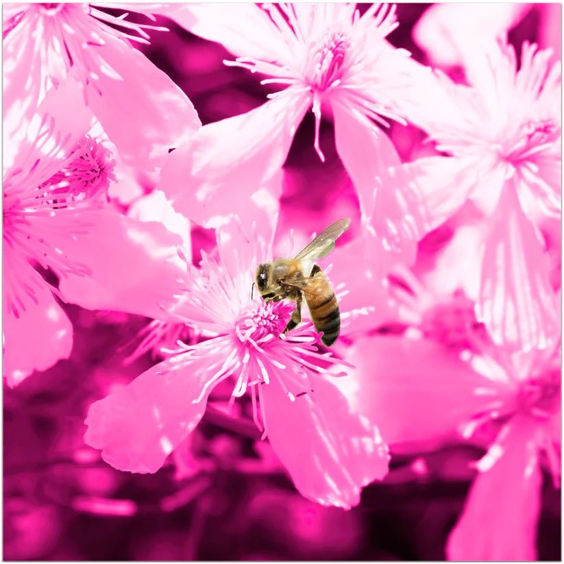 Bee with Glowing Pink Flowers - That Bee Place