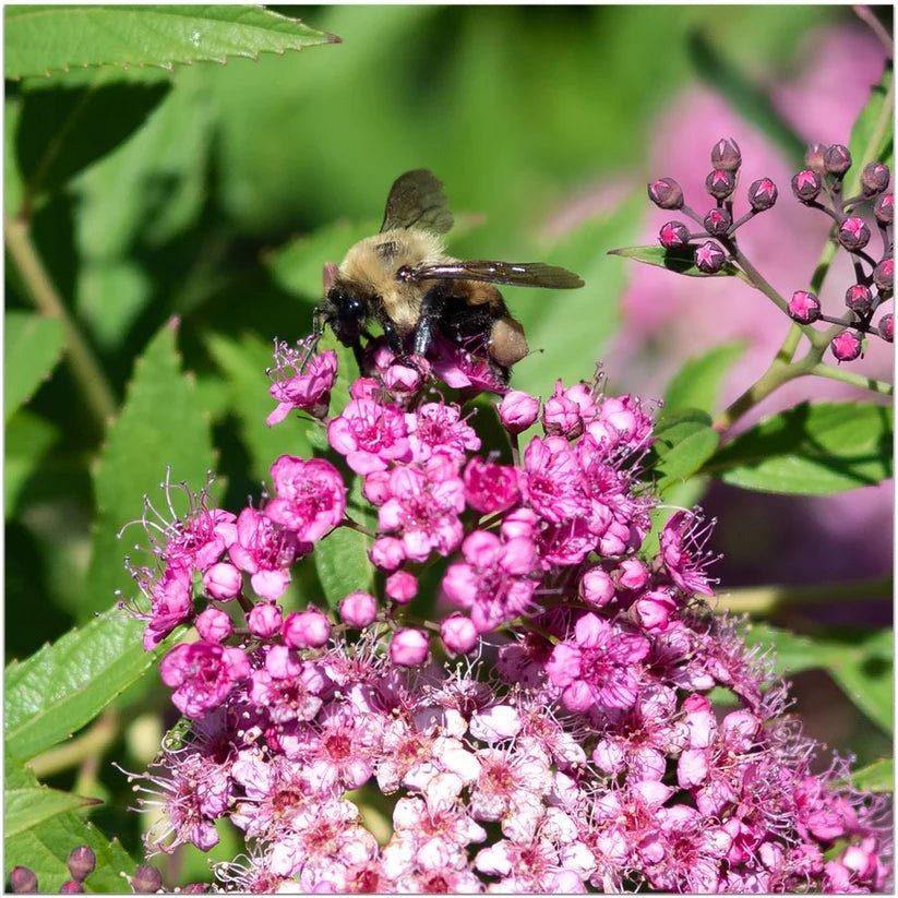 Bumble Bee on a Mound of Pink Flowers - That Bee Place