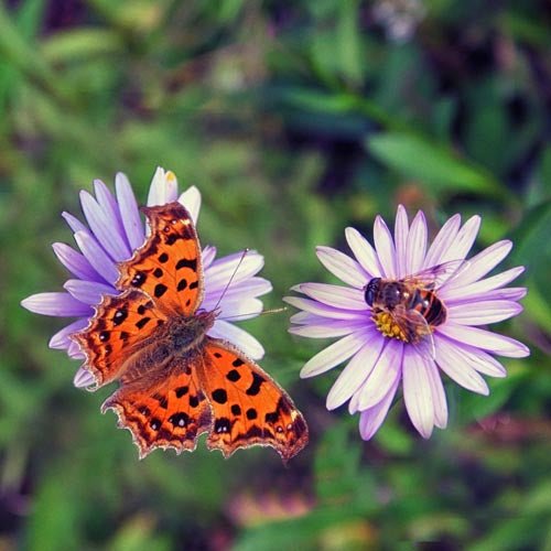 Butterfly & Bee on Purple Flower - That Bee Place
