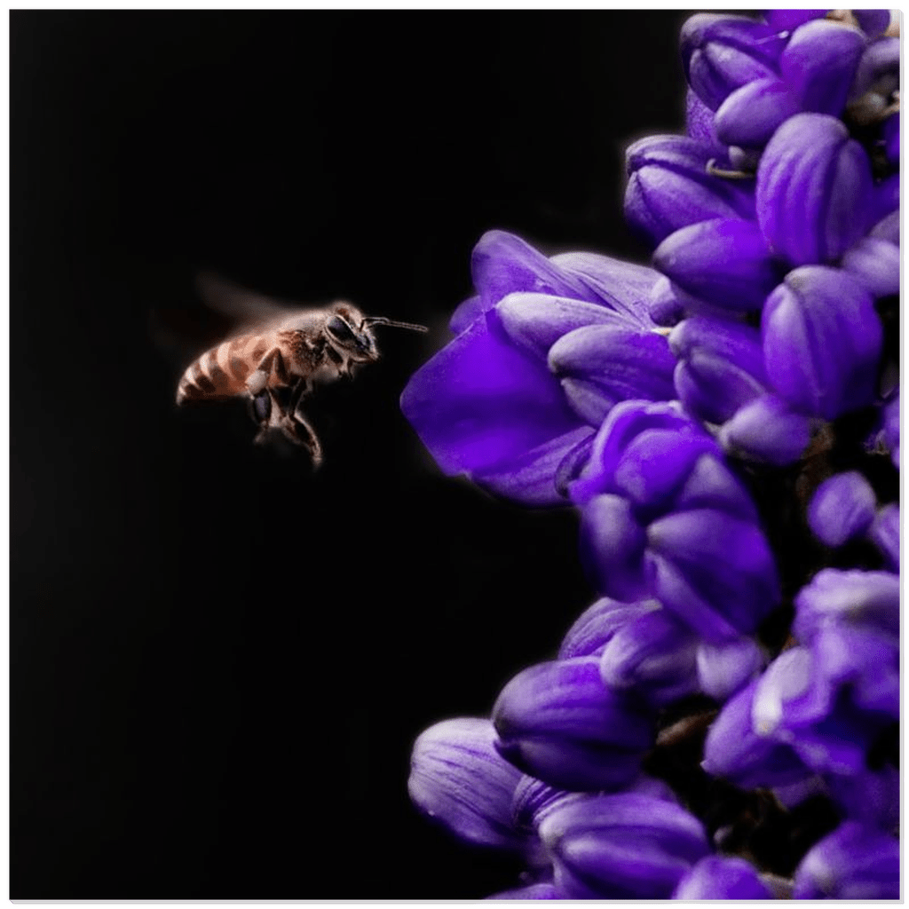 Buzzing Bee with Purple Flower - That Bee Place