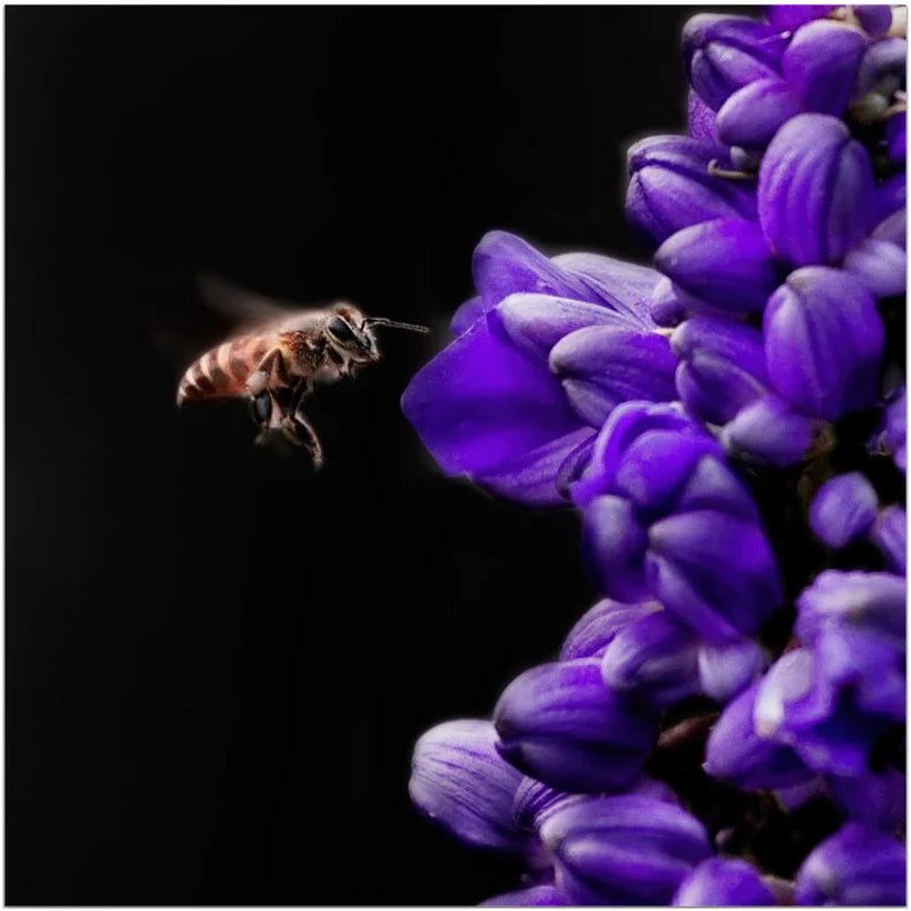Buzzing Bee with Purple Flower - That Bee Place