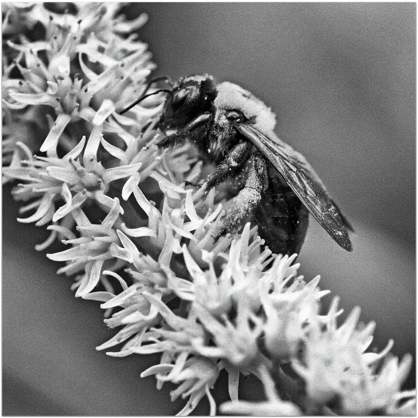 B&W Bee - That Bee Place
