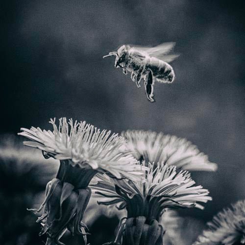 B&W Bee Hovering over Flower - That Bee Place
