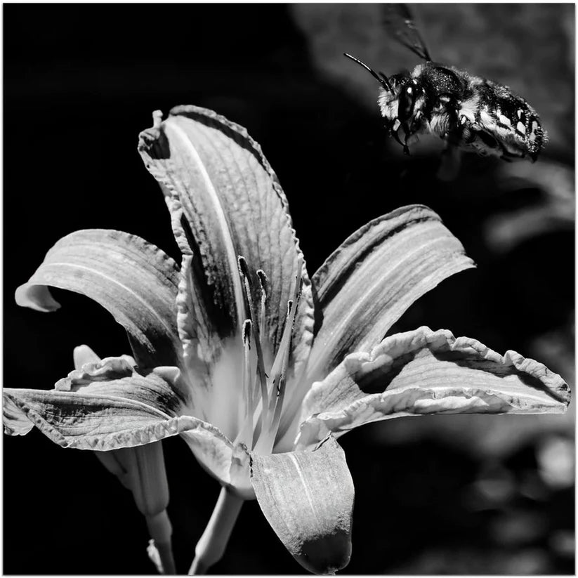 BW Crush Bee - That Bee Place