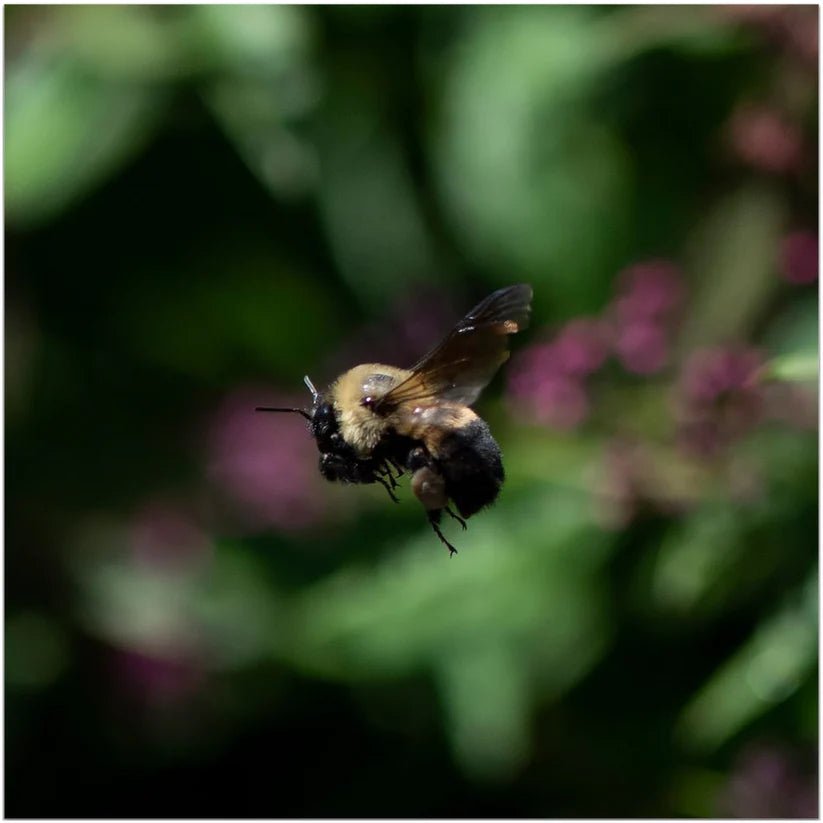 Hovering Bee - That Bee Place