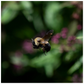 Hovering Bee Poster 20x20 inch 500044 - Home & Garden > Decor > Artwork > Posters, Prints, & Visual Artwork Poster Prints
