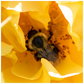 Bee in a Yellow Rose Poster 20x20 inch 500044 - Home & Garden > Decor > Artwork > Posters, Prints, & Visual Artwork Bee in a Yellow Rose Poster Prints
