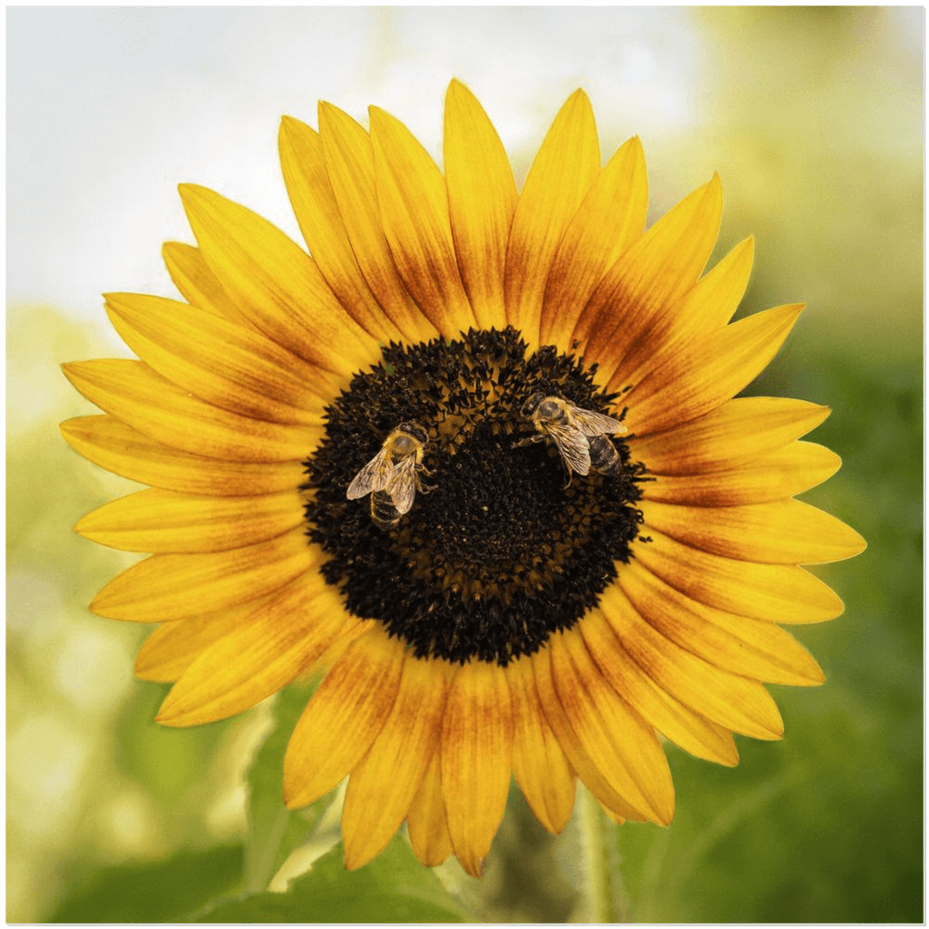 2 Sunflower Bees test - Acrylic Print 20x20 inch Posters, Prints, & Visual Artwork Acrylic Prints Original Art