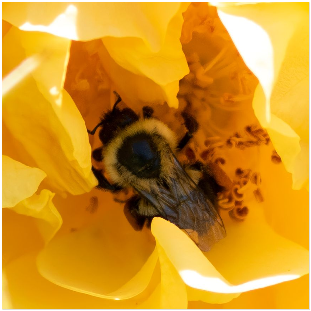 Bee in a Yellow Rose - Acrylic Print 20x20 inch Posters, Prints, & Visual Artwork Acrylic Prints Original Art