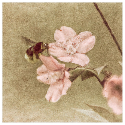 Before Dawn Bee Poster 12x12 inch 500044 - Home & Garden > Decor > Artwork > Posters, Prints, & Visual Artwork Before Dawn Bee Poster Prints