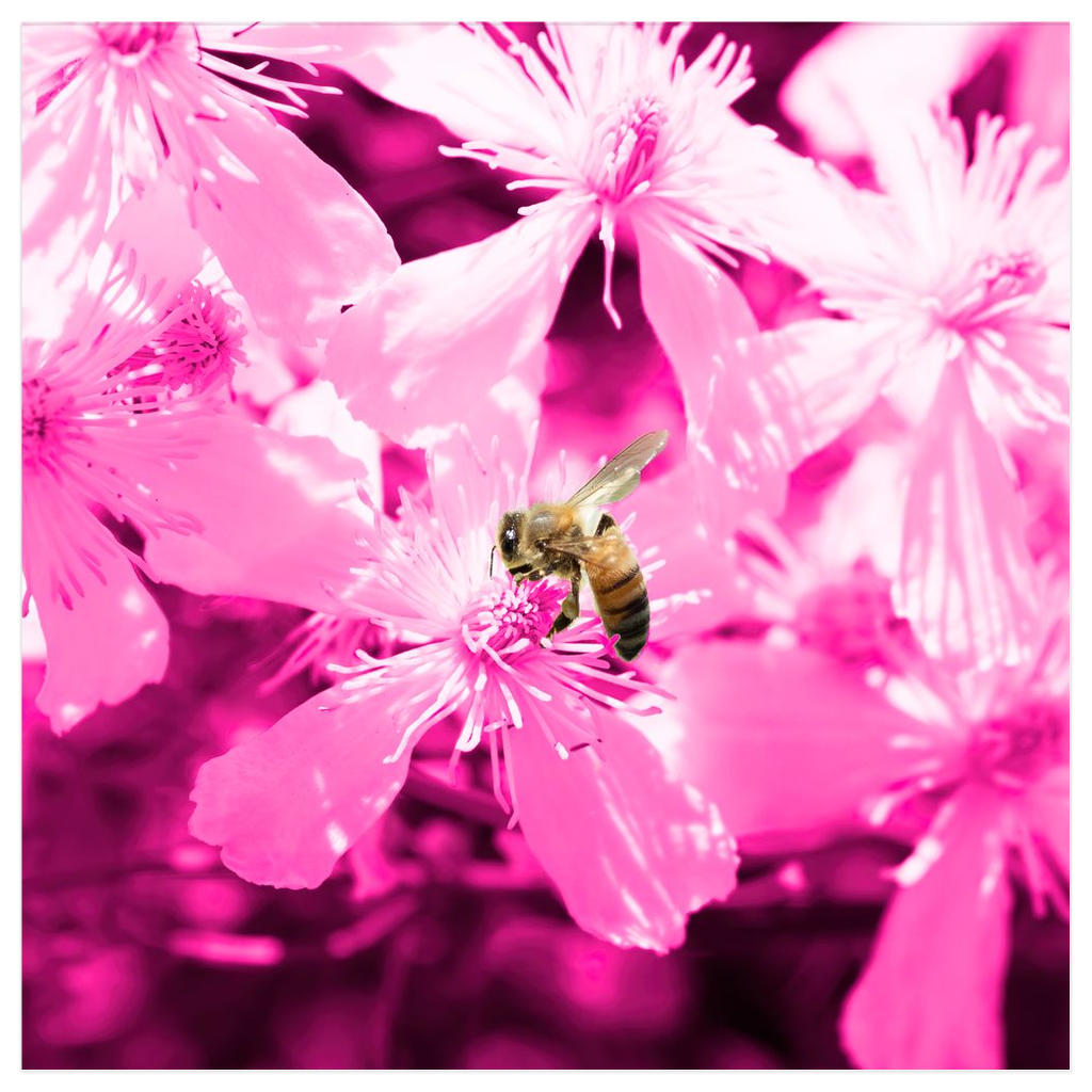 Bee with Glowing Pink Flowers Poster 12x12 inch 500044 - Home & Garden > Decor > Artwork > Posters, Prints, & Visual Artwork Bee with Glowing Pink Flowers Poster Prints