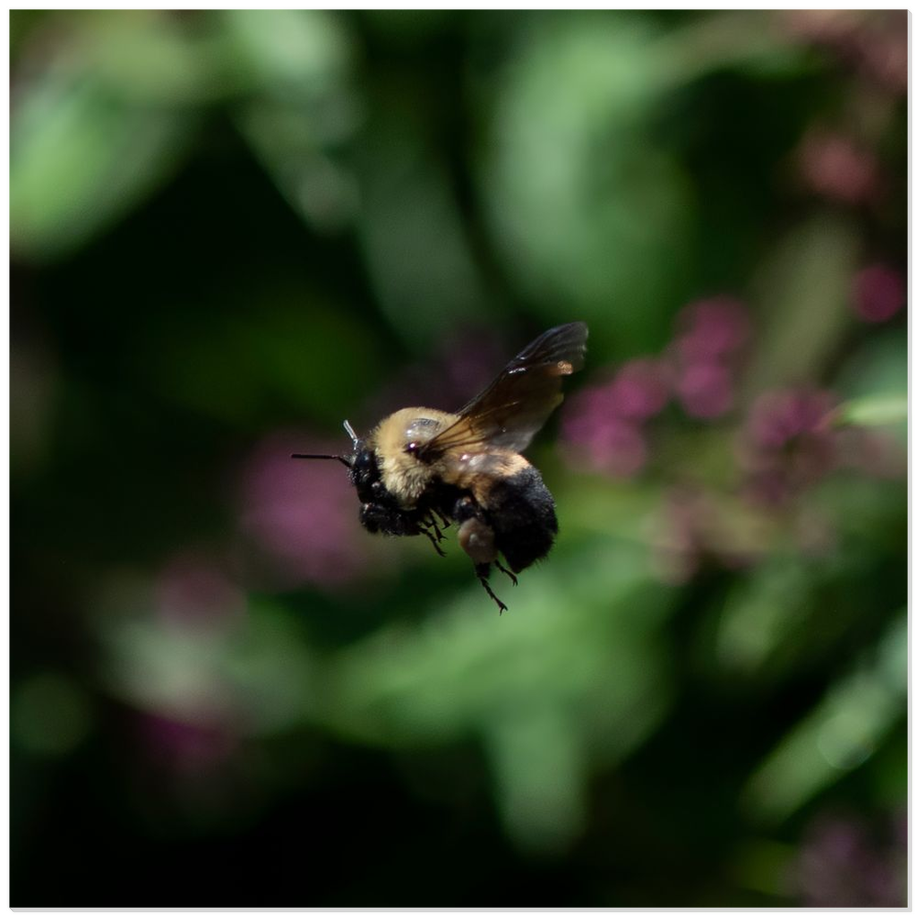 Hovering Bee - Acrylic Print 12x12 inch Posters, Prints, & Visual Artwork Acrylic Prints Original Art