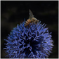 Bee on a Purple Ball Flower - Acrylic Print 20x20 inch Posters, Prints, & Visual Artwork Acrylic Prints