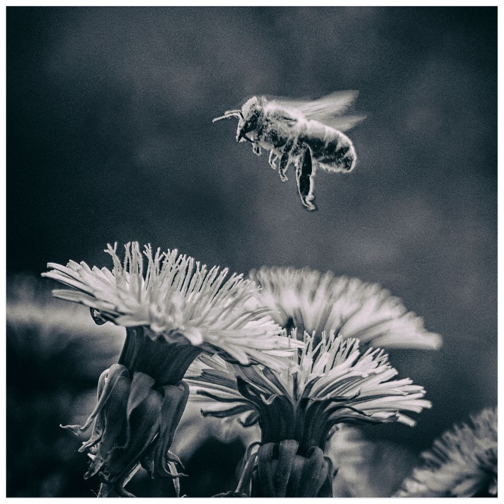 B&W Bee Hovering over Flower Poster 20x20 inch Posters, Prints, & Visual Artwork B&W Bee Hovering over Flower Poster Prints