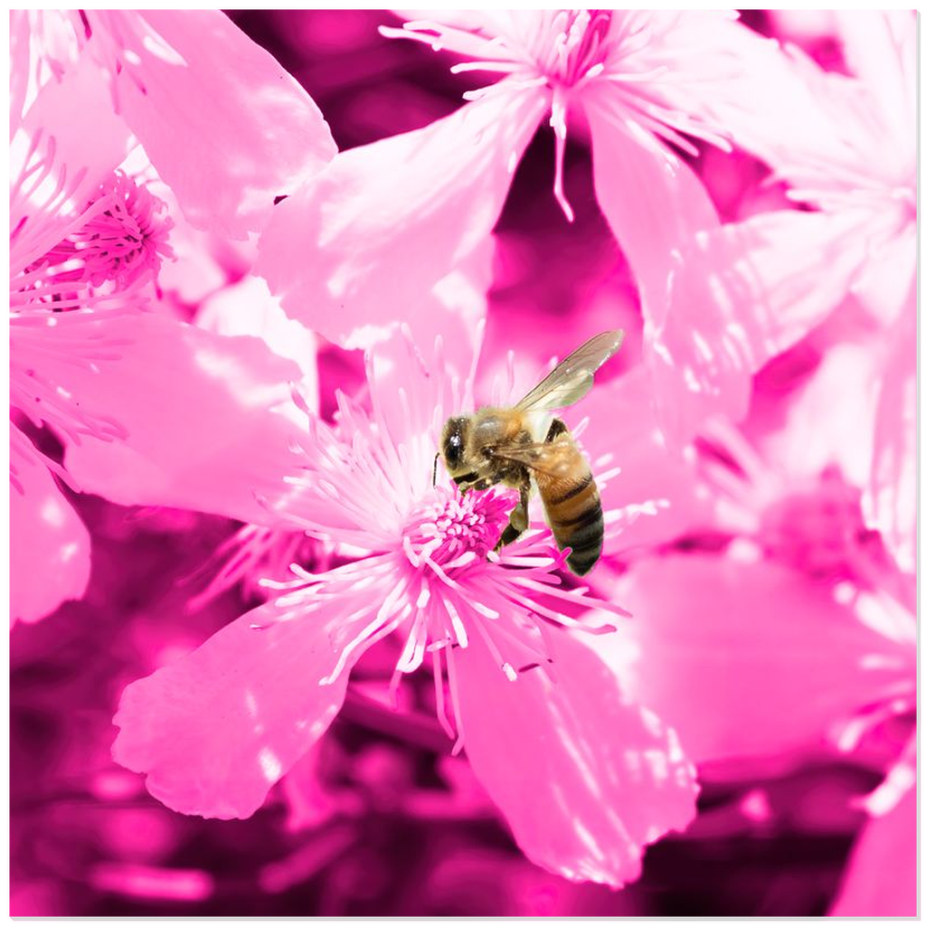Bee with Glowing Pink Flowers - Acrylic Print 12x12 inch Posters, Prints, & Visual Artwork Acrylic Prints Original Art