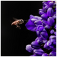 Buzzing Bee with Purple Flower Poster 20x20 inch 500044 - Home & Garden > Decor > Artwork > Posters, Prints, & Visual Artwork Buzzing Bee with Purple Flower Poster Prints