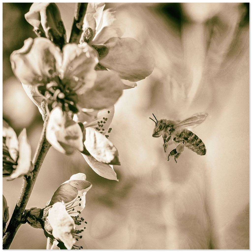 Sepia Bee with Flower - Acrylic Print 12x12 inch Posters, Prints, & Visual Artwork Acrylic Prints
