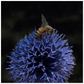Bee on a Purple Ball Flower Poster 20x20 inch Posters, Prints, & Visual Artwork Poster Prints