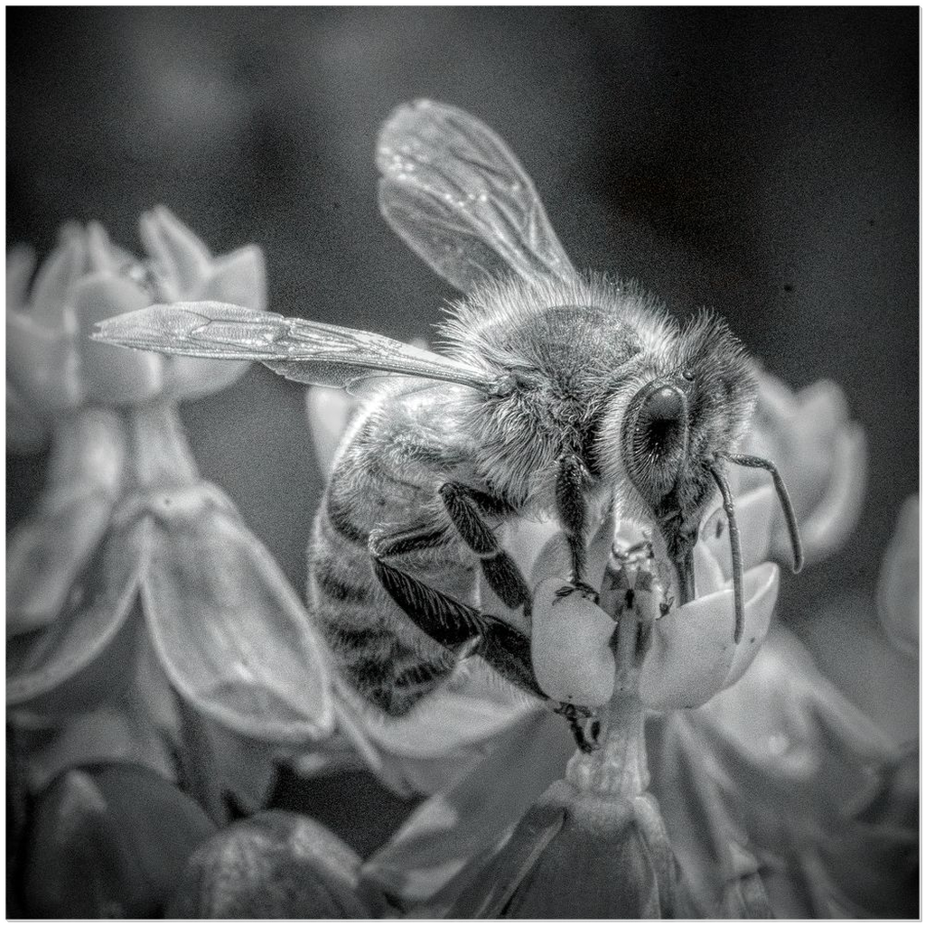 Black and White Sipping Bee - Acrylic Print 20x20 inch Posters, Prints, & Visual Artwork Acrylic Prints Original Art