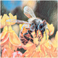 Watercolor Bee Sipping - Acrylic Print 20x20 inch Posters, Prints, & Visual Artwork Original Art